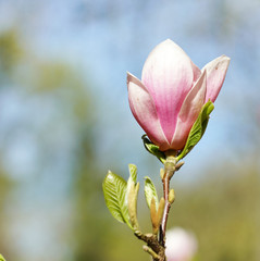 Frühlingserwachen - Magnolienblüte