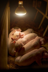 Baby pigs at pig farm under the bulb light.