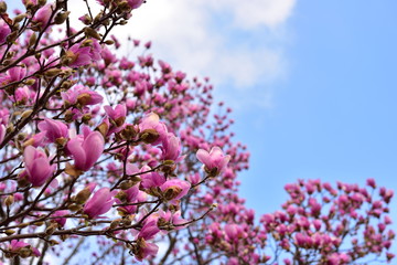 magnolia