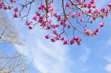 magnolia