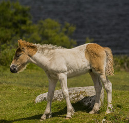 Bodmin Moor Pony