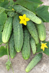 Harvest of cucumbers