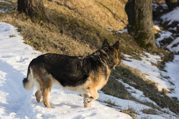 Alsatian dog looking into the distance in the winter with snow.