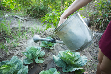 watering