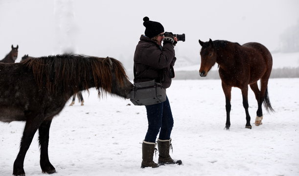 Taschendieb, graues Pony beisst in die Tasche einer Fotografin auf der winterlichen Pferdeweide