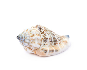 Sea shell isolated