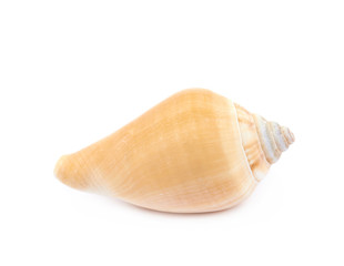 Sea shell isolated