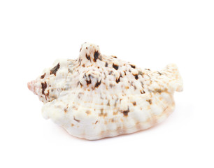 Sea shell isolated
