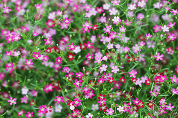Background with tiny colorful flowers
