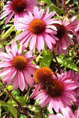 Red rudbeckia flowers in the garden