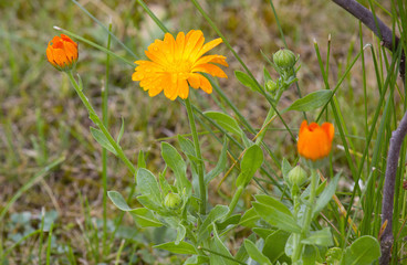 Wet Orange Flower