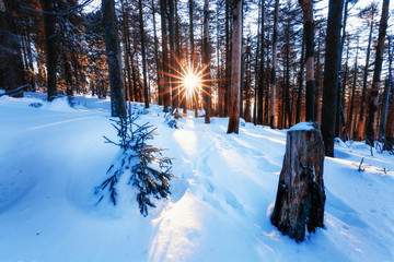 Die ersten Sonnenstrahlen im verschneiten Wald