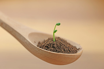 スプーンの新芽