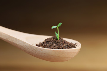 スプーンの新芽