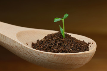 スプーンの新芽