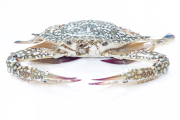 Fototapeta premium Fresh blue crab on white background for cooking.