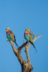 Lilac-breasted Roller Perched on Tree Branch with Blue Sky Background