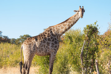 Giraffe in African Landscape 