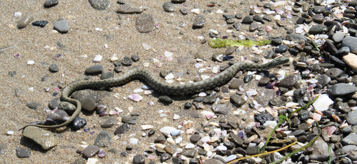 Würfelnatter am Strand, Wasser, Natur, Europa, Bulgarien
