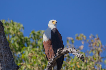 African Fish Eagle Perched on Tree Branch with Blue Sky Background