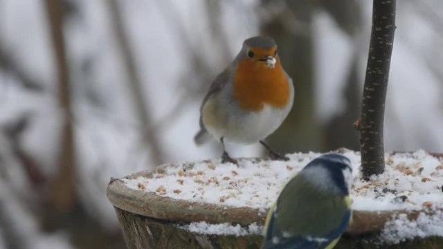 robin bird