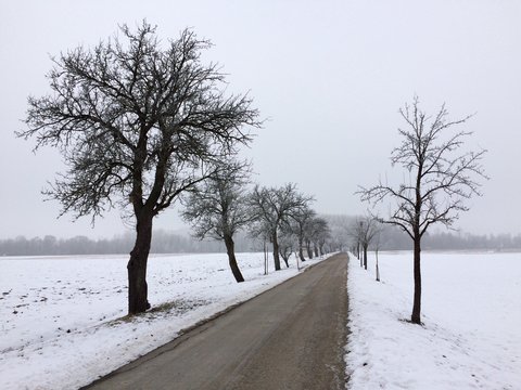 Landstraße (Allee) in Bad Birnbach (Bayern) im Winter