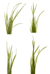 bundle of green grass isolated on white background