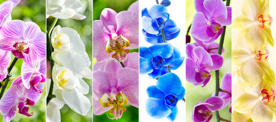 collage of various orchid flowers