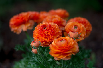 Obraz premium Nice spring flowers in the garden