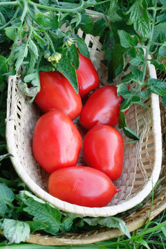 Red tomatoes harvest