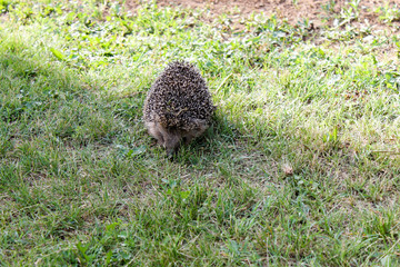 Hedgehog in the grass