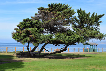 Twisted Tree by the Cove