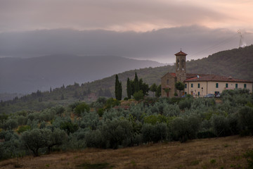 Fototapeta na wymiar Olive trees plantation on the hills, Tuscany, Italy