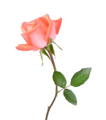 Obraz premium rose on white background