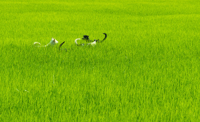 Obraz na płótnie Canvas Rice field background.