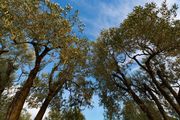 Olive trees plantation