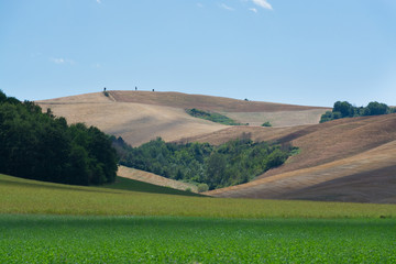 Fototapeta premium Typical hills of Tuscany, as seen from Montepulciano