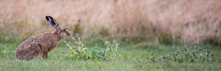 Brown Hare feeding © Richard