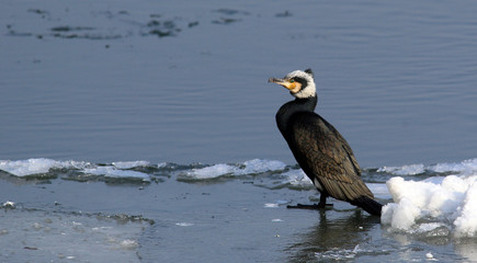 Great Cormorant, Phalacrocorax carbo, Black cormorant lets its wings dry in the sun at ice and snow covered Danube river in Zemun, Belgrade, Serbia. This is characteristic behaviour for a cormorant. 