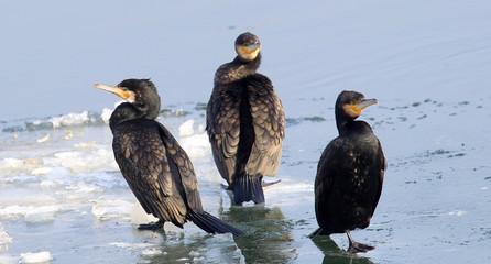 Cormorants,Great Cormorant, Phalacrocorax carbo, Black cormorants lets its wings dry in the sun at frozen ice and snow covered Danube river in Zemun, Belgrade, Serbia. 