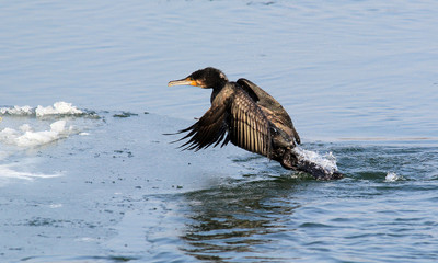 Great Cormorant, Phalacrocorax carbo, Black cormorant , flying above the Danube river in Zemun, Belgrade, Serbia. 