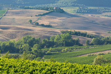 Fototapeta premium Typical vineyards hills of Tuscany, as seen from Montepulciano,