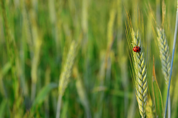 Ladybug on a rye spike in the rye field. Summer background with copy space
