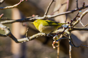 The Japanese White eye.The background is plum blossoms. Located in Kamakura, Kanagawa Prefecture Japan.