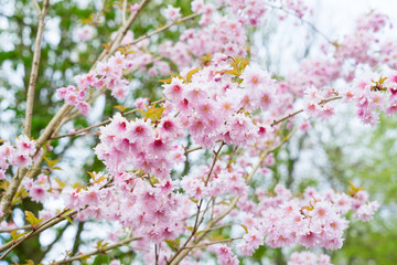Blooming pink cherry tree flowers in spring