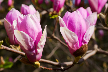 Magnolia tree fresh pink flowers on tree branch