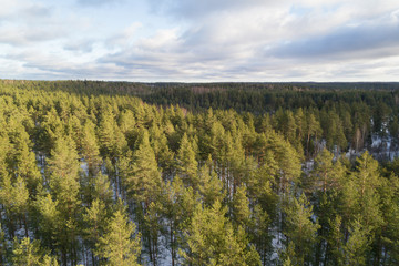 Aerial photo of winter pine forest in daylight, drone photo
