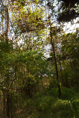 Giant bird aviary abandoned and deserted, overgrown with strange vines and forgotten by man, giant rusty cage overtaken with plants and covered with weeds