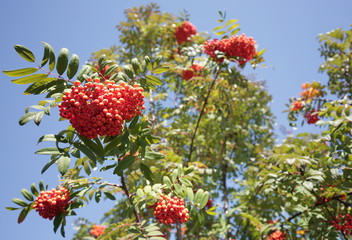 Ветки рябины с плодами ярко-оранжевого цвета