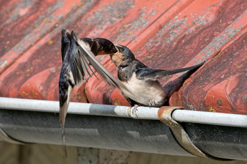 Hirondelle rustique (Hirundo rustica) - nourrissage © JMP de Nieuwburgh